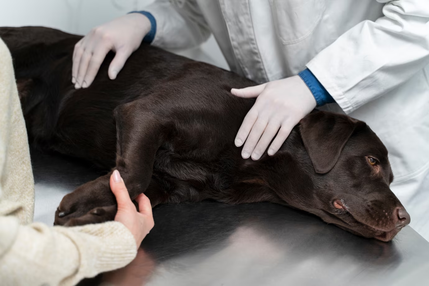 Unmasking the Hidden Causes of Cushing’s Disease in Dogs